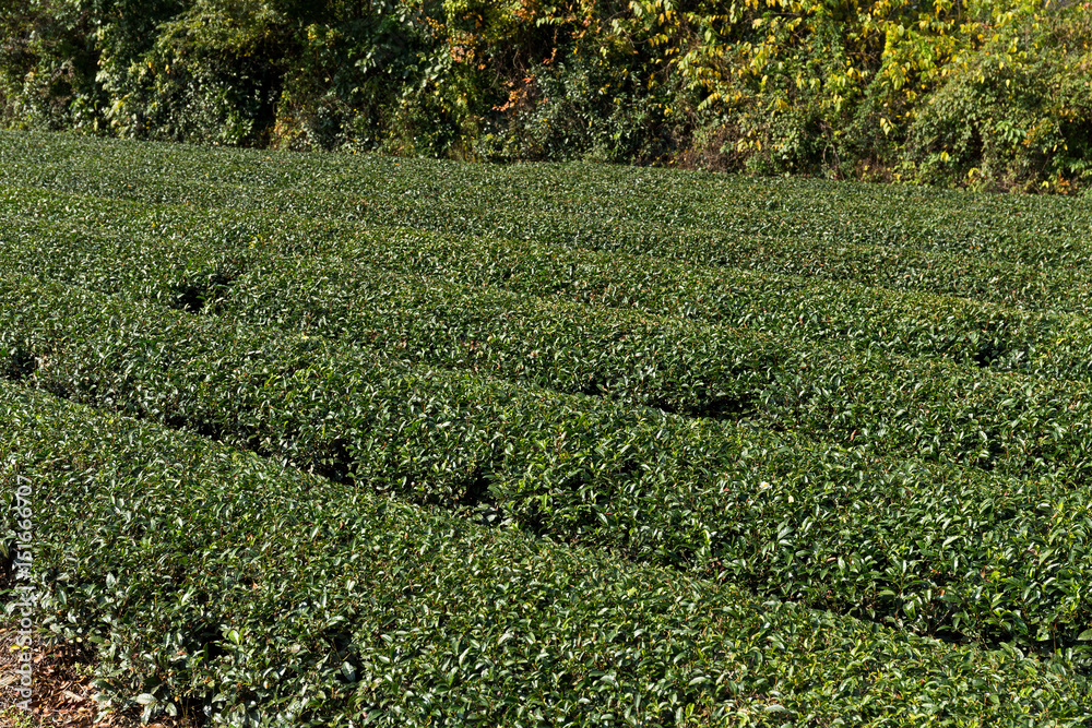 Fresh Tea farm