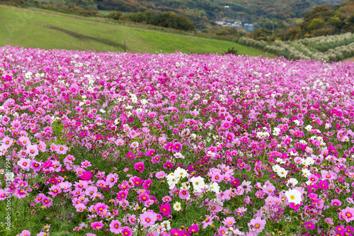 Beautiful Cosmos flower field