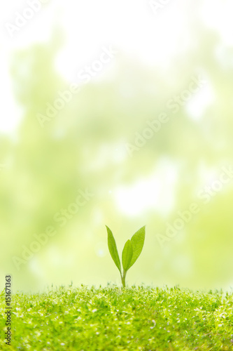 苔に生える双葉の成長と環境イメージ 