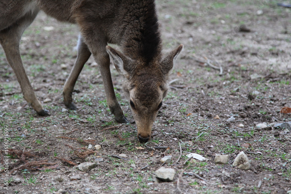 Fototapeta premium 鹿