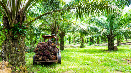 Harvesting palm oil in the plant photo