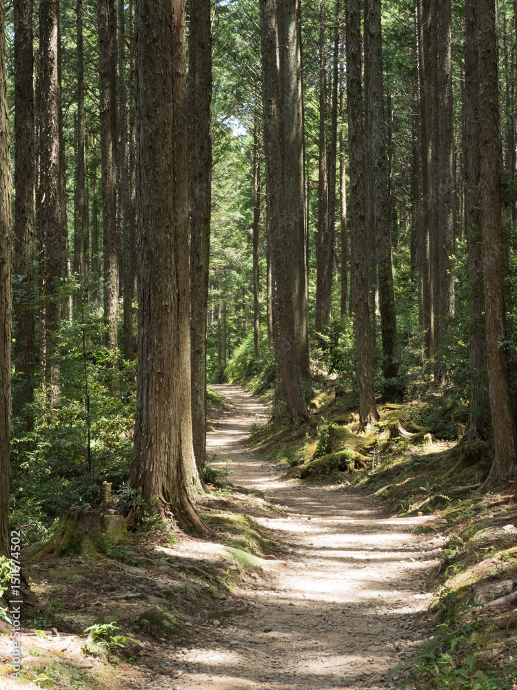 Obraz premium 熊野古道