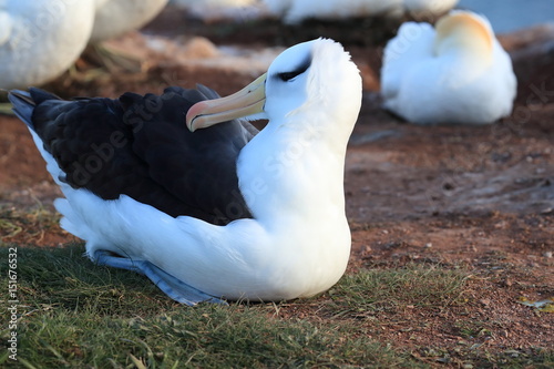 Black-browed Albatros ( Thalassarche melanophris ) or Mollymawk Helgoland Island Germany photo