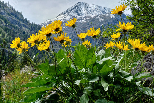 Arinca in alpine meadows. Balsamroot or sunflowers. Cascade Mountains. Leavenworth. Seattle. WA. United States. photo