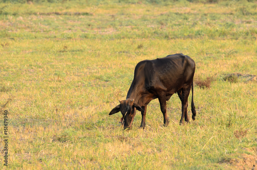 Cow asian eat meadow on field Cow asian eat meadow on field