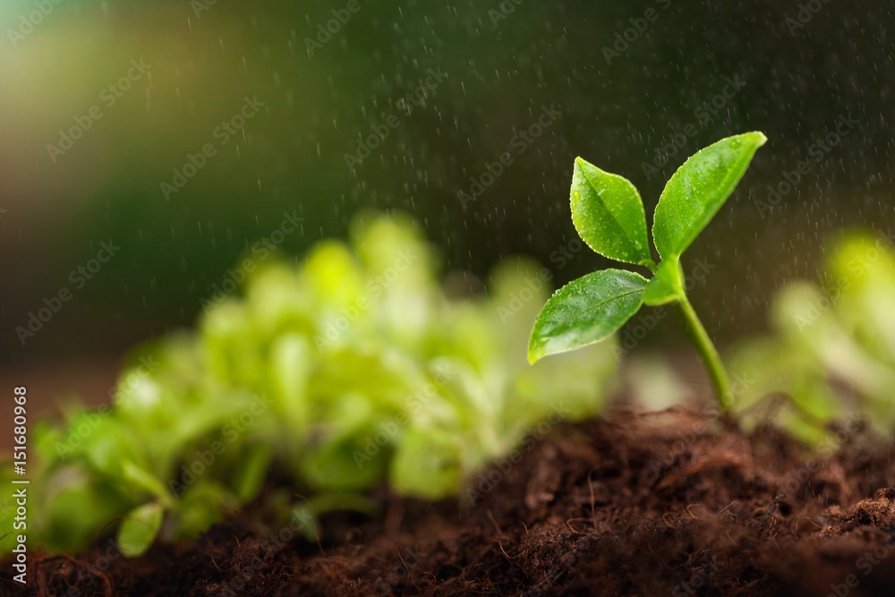 Growing sprout. Growing sprout.