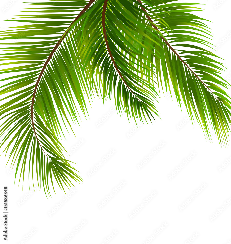 Exotic Tropical Background with Palm Leaves