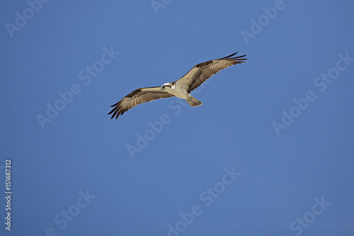 Osprey soaring over Fort De Soto Park  St. Petersburg  Florida.