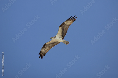 Osprey soaring over Fort De Soto Park  St. Petersburg  Florida.