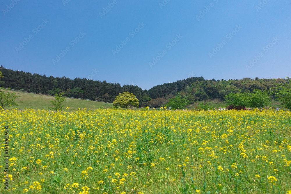 Rapeseed field.