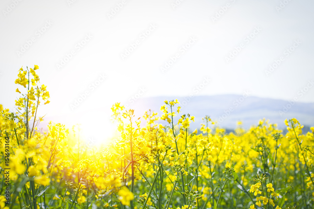 Obraz premium sunflair in a rape field