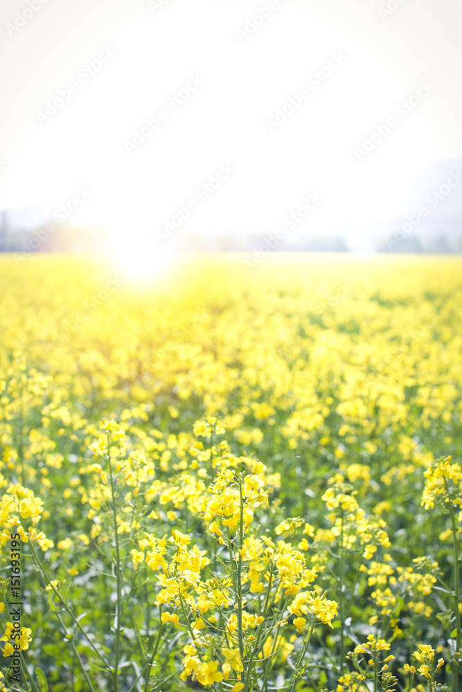 Obraz premium sunflair in a rape field
