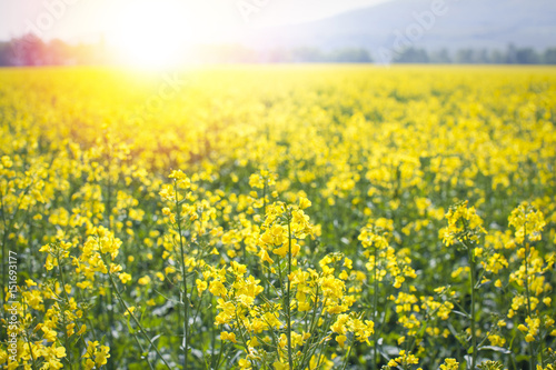 sunflair in a rape field
