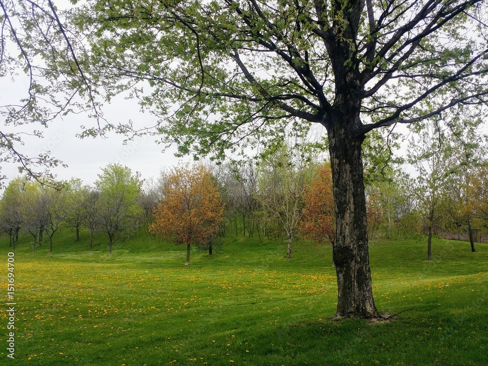 Green meadow with blooming dandelions and closeup tree Green meadow with blooming dandelions and closeup tree