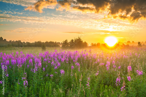  landscape with sunrise  and  blossoming meadow © yanikap