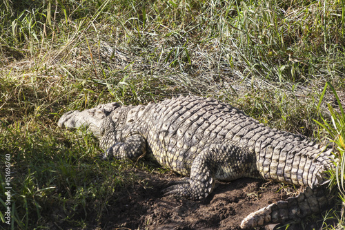 Nile Crocodile Crocodylus Niloticus in the Water, with Full Reflection, Serengeti, Tanzania 