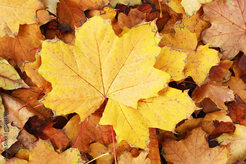 Autumn leaves. Yellow leaf background.