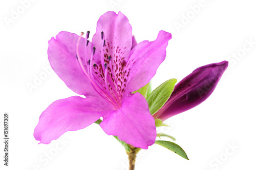 blooming purple rhododendron isolated on white background photo