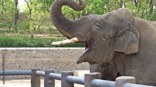 Feeding elephant