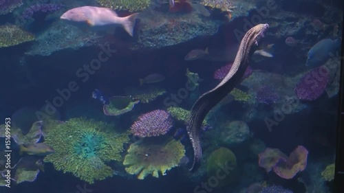 Electric eel
