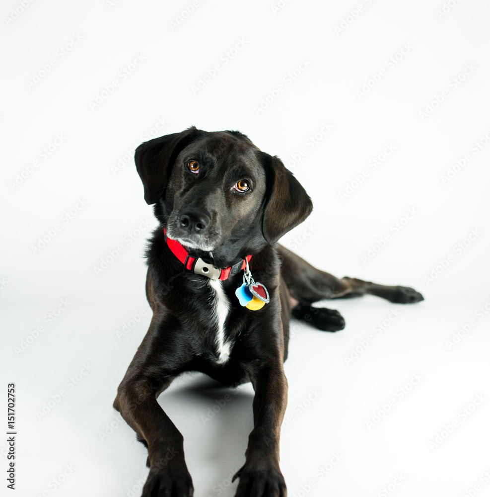 Black Labrador on white background