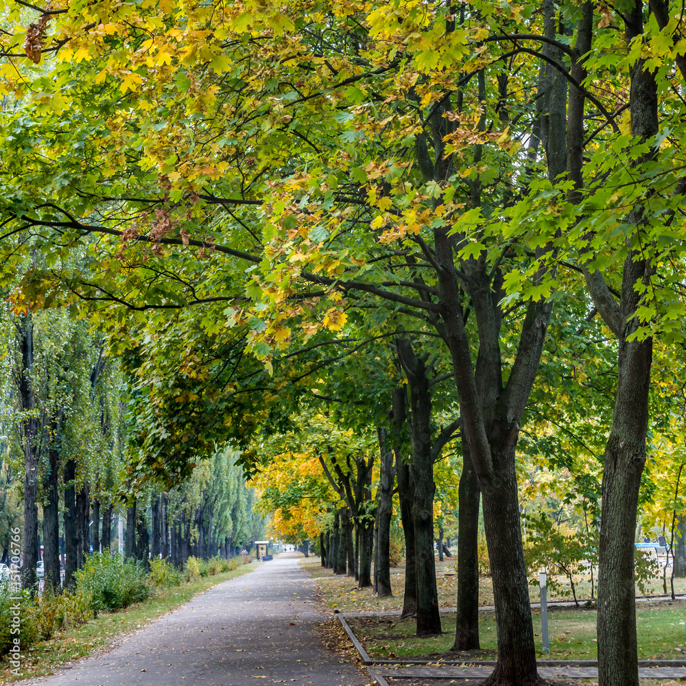 Fototapeta premium Path under maple trees