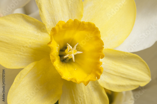 Narcissus flowers macro