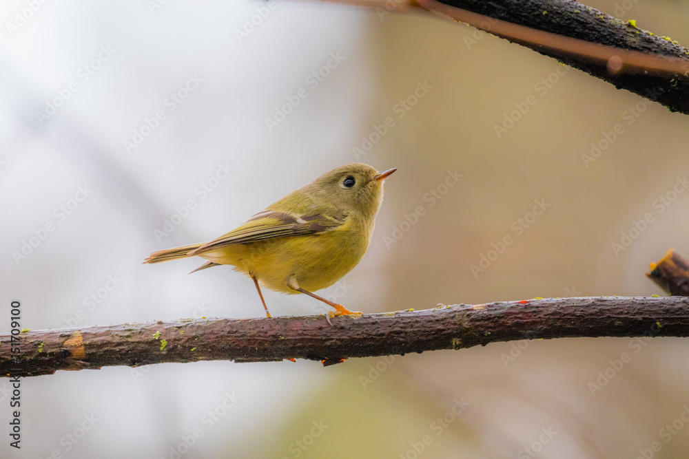 Yellow small bird sitting in a bush. Bright colors of feathers. Yellow small bird sitting in a bush. Bright colors of feathers.