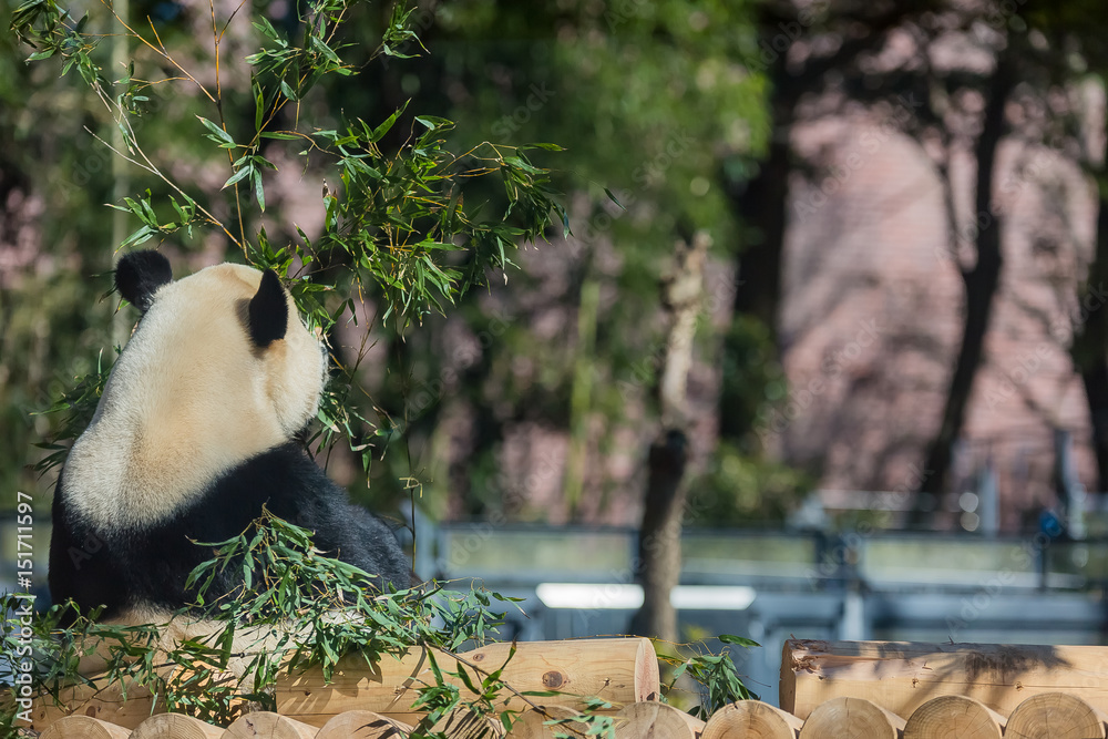 Obraz premium パンダ 