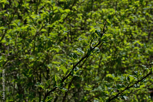 Branch with lilac buds on a green background