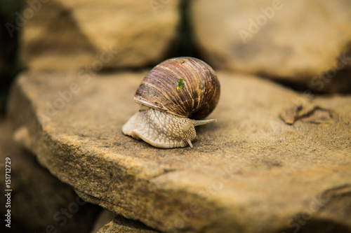 Snail crawling slow on rock. © Ivan
