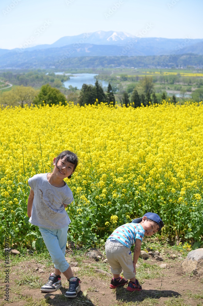 菜の花畑で遊ぶ子供 Stock Photo Adobe Stock