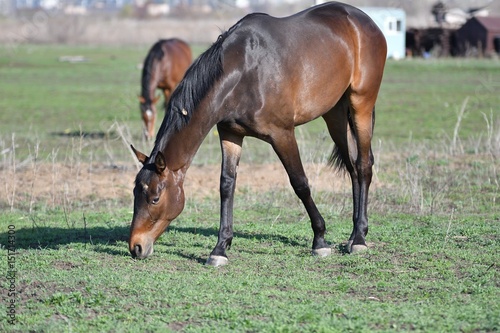 Horses at the farm © 0608195706081957