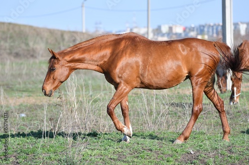 Horses at the farm