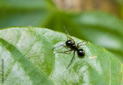 Closeup of Black Ant on the green leave