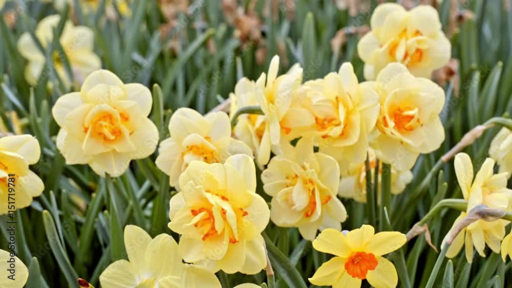 yellow daffodils sway in the wind.