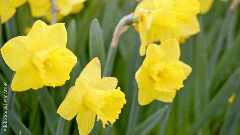 yellow daffodils sway in the wind. yellow daffodils sway in the wind.