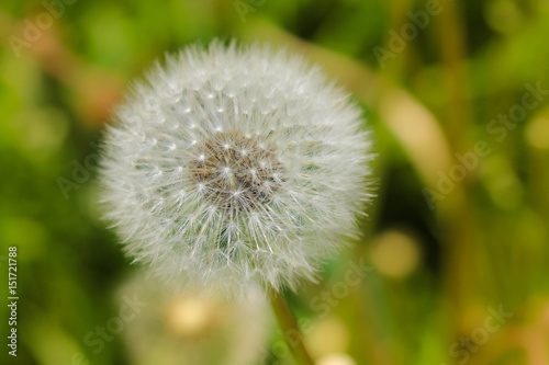 Macro photo of dandelion