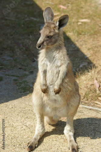 Junges Graues Riesenkänguru, Tasmanien, Australien © alfotokunst
