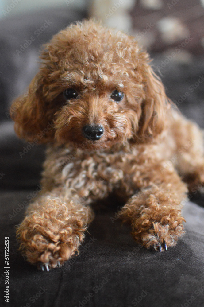 Small Cute Brown Teacup Poodle Laying on Sofa