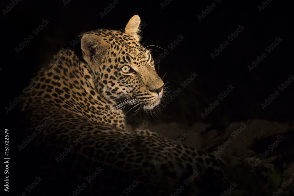 Fototapeta premium Portrait of leopard lay down in the darkness to rest