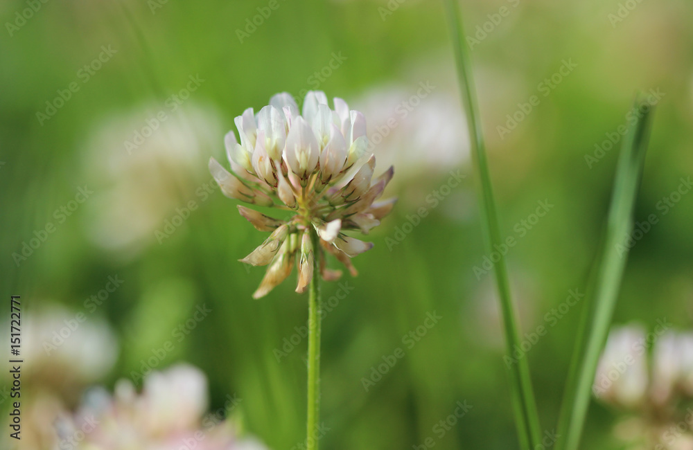 Clover Clover