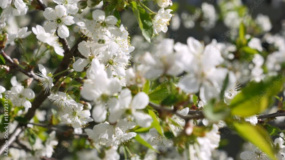 Blooming cherry blossoms in spring. Close-up in motion. Blooming cherry blossoms in spring. Close-up in motion.