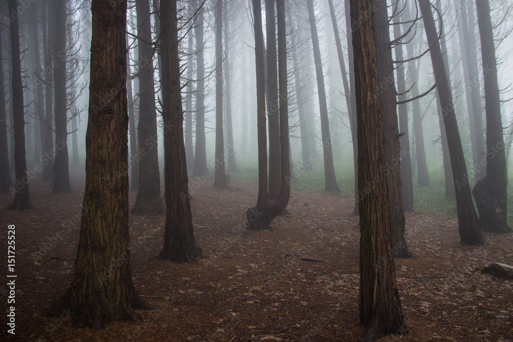 Mysterious dark old forest with fog in the Sintra mountains in Portugal