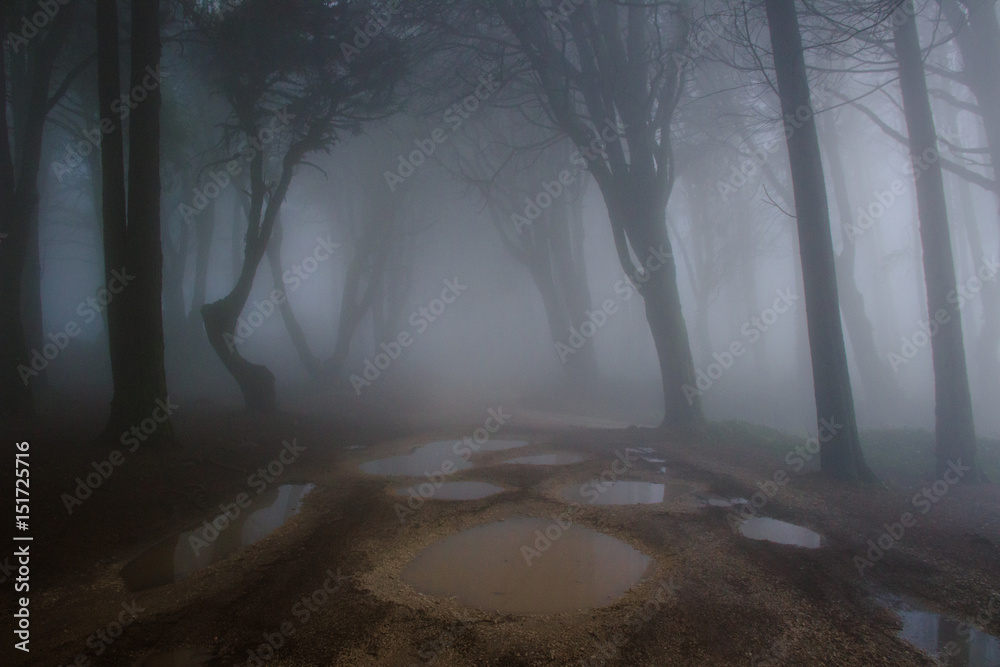 Naklejka premium Mysterious dark old forest with fog in the Sintra mountains in Portugal