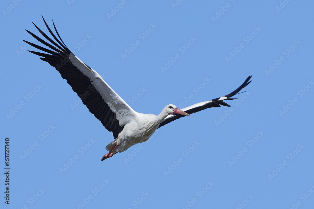 Obraz premium White stork (Ciconia ciconia)