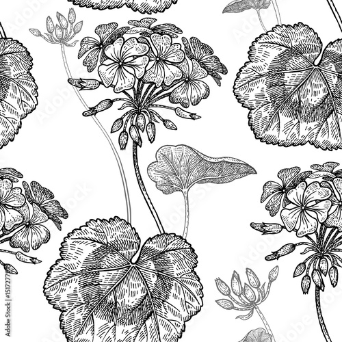 Geranium flowers. Seamless floral pattern.