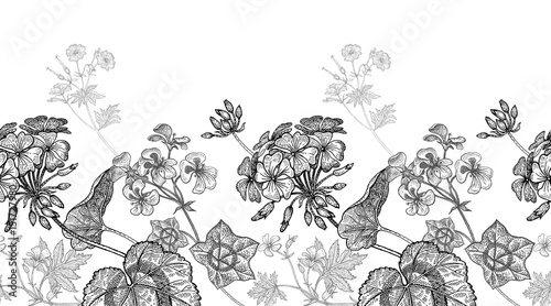 Geranium flowers. Seamless floral pattern.