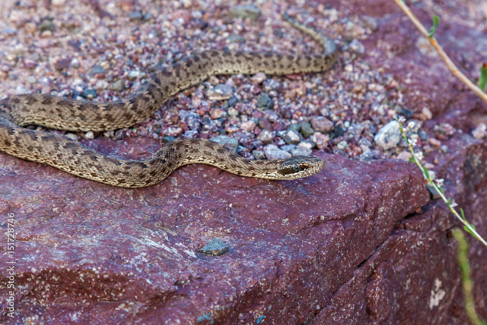 Obraz premium The snake basks on the rock