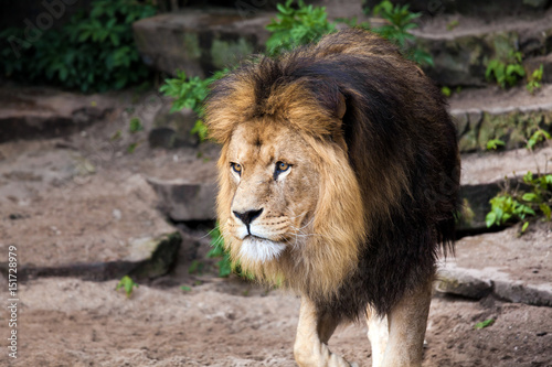 Lion male in Zoo
